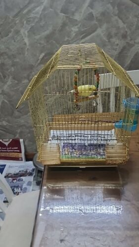 canary female  healthy pair