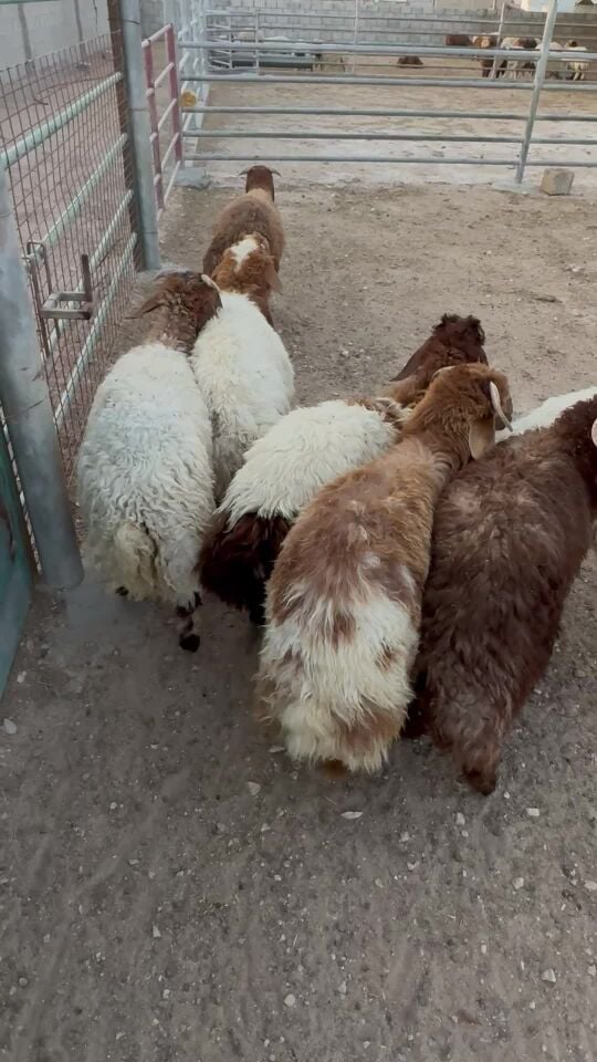 ذبائح 