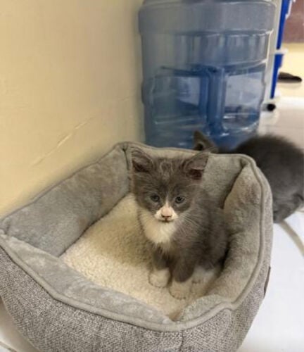 KITTENS FOR SALE 