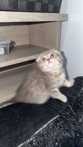 Scottish Fold female cat 