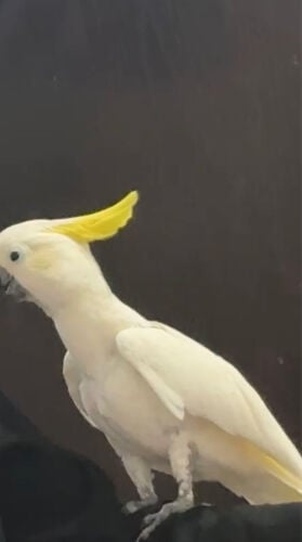 للبيع او للبدل