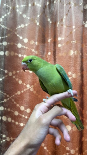 2 green parrots hand tamed ..