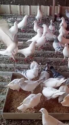 للبيع حمام لاحم فرانسي