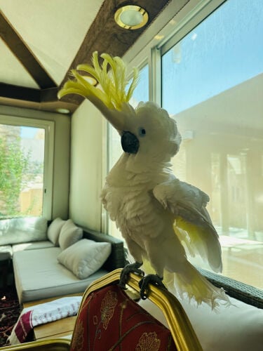 cockatoo white 