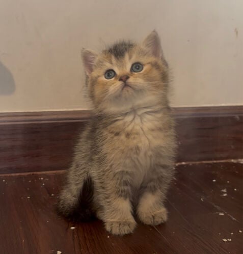 British female kitten