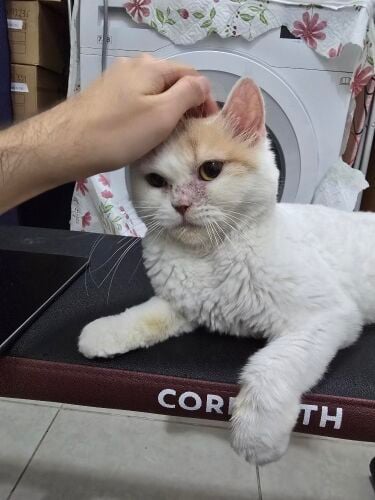 Cat for adoption