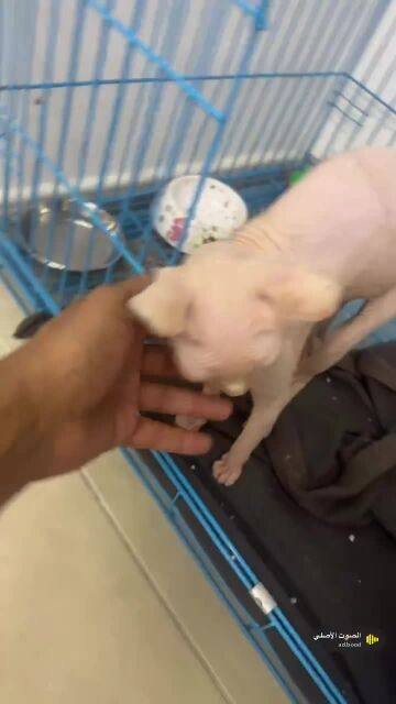 Rare Sphynx cat