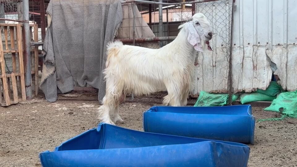 للبيع تيس فحل عارضي ابيضّ خصم