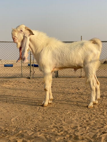 نسنس