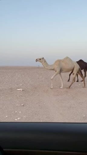 جذعه طيبة لقحه
