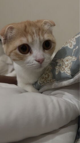 قطط سكوتش فولد