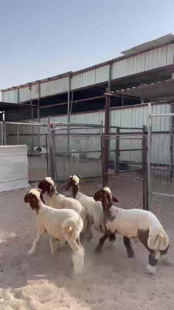 طليان بلدية سمان فل