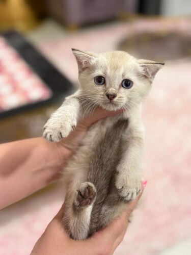 British shorthair kitten 