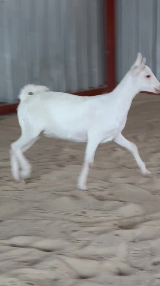 جمده صلاليه برصا