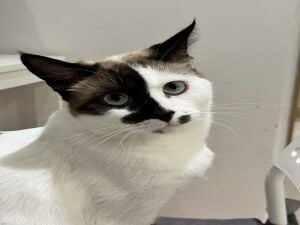 قط
