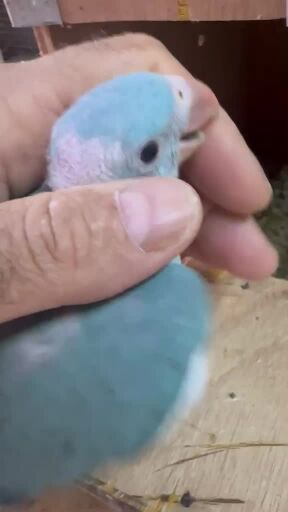 فرخ  دره  ازرق  عمر  اقل من شهر