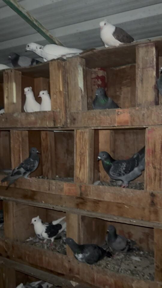 حمام  بنت البلد