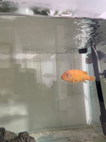 African cichlids 