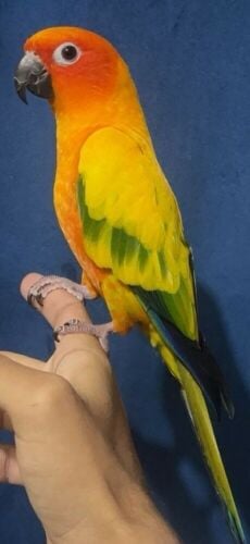 All  Bird