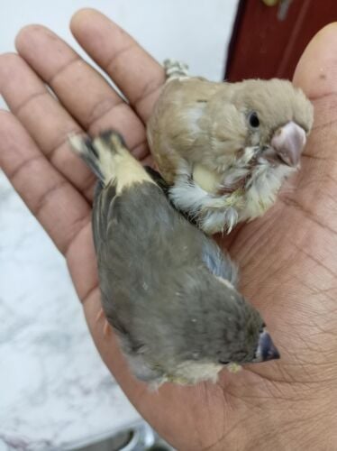 ازواج زيبرا جامبو