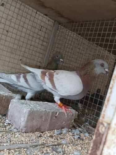 flying pigeon