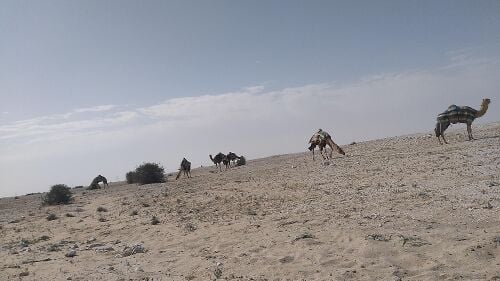 ابحث عن عمل