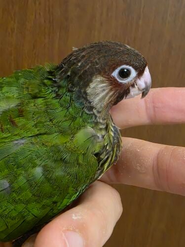 rose fronted conure chick