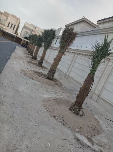النخل