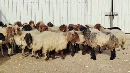 شويهات سورية مقاني طيبة ديد وسن