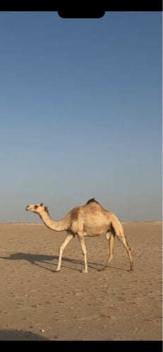 لقحه على متغطرس المبتكر
