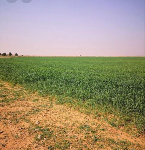 مطلوب مزارع للإيجار بجميع المناطق