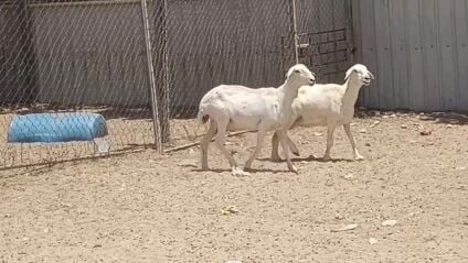 شويهات حبصيه طيبه