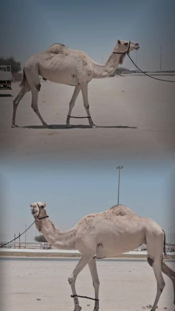 عرض فااااااخر