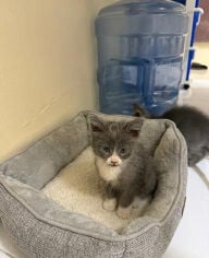 KITTEN FOR SALE