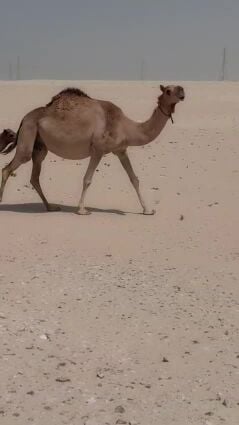 عمانيه خلفه
