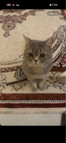 ريونا قط أليف عمره سنه وشهر 