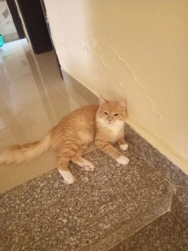 female cat for sale.