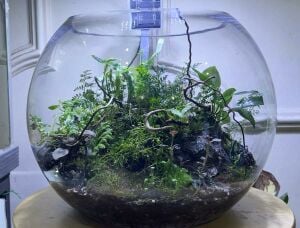 Bowl  Terrarium for Sale