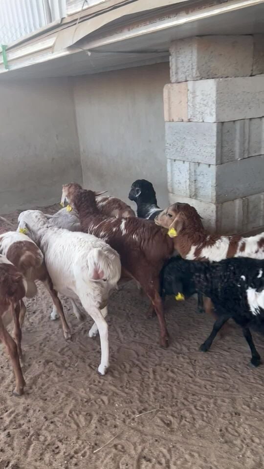 طليان بيرشن فل شحم