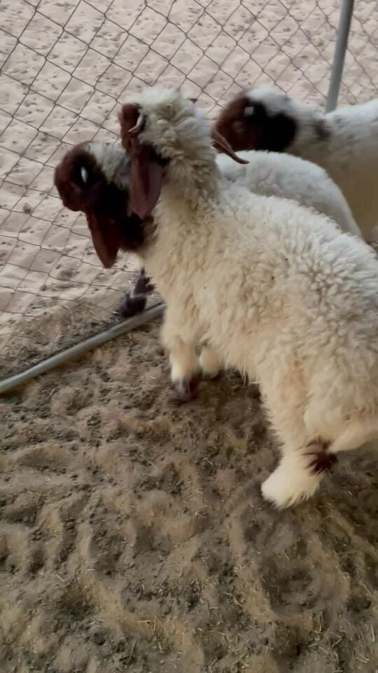 خرفان للبيع 