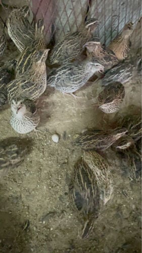 سمان ( فري ) 