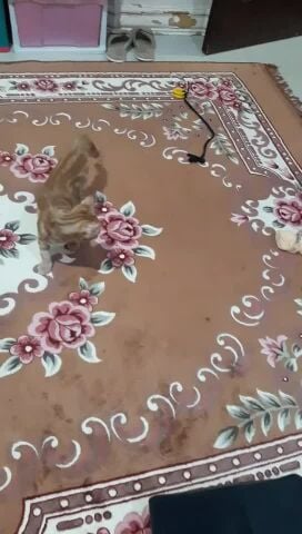 قط للتبني