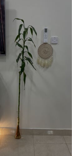 ساق البامبو 