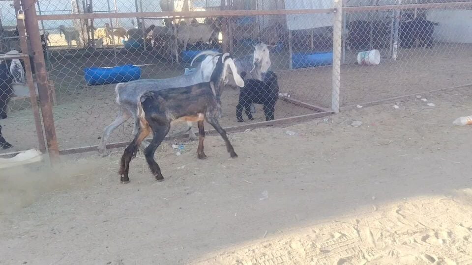 معزة طيبة