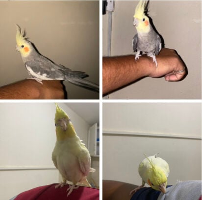 2 cocktail withcage = Qr450