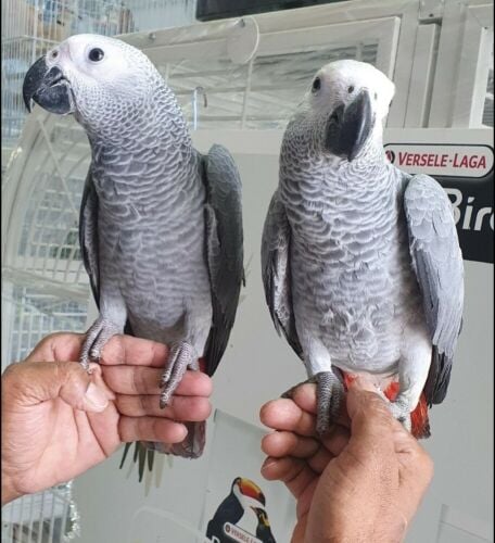 African grey