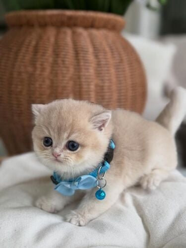 Purebreed British short hair kitten