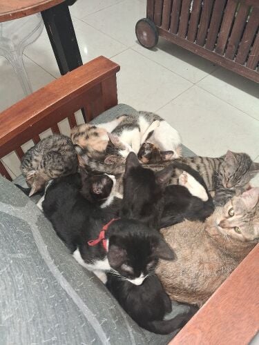 cats for adoption