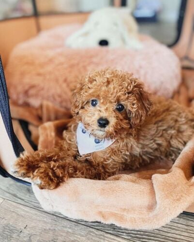 toy poodle puppies for sale