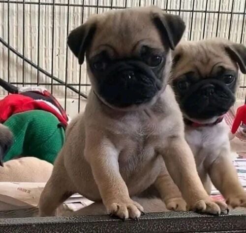 pug  puppies for sale